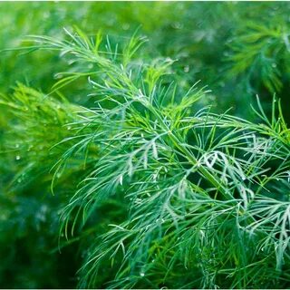 فروش شوید خشک درجه یک